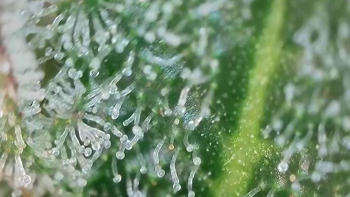 Growreport Bild 19