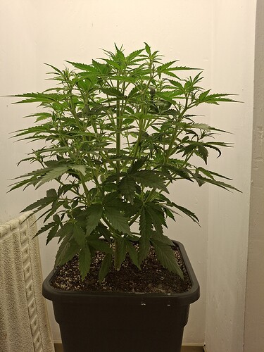 Growreport Bild 75