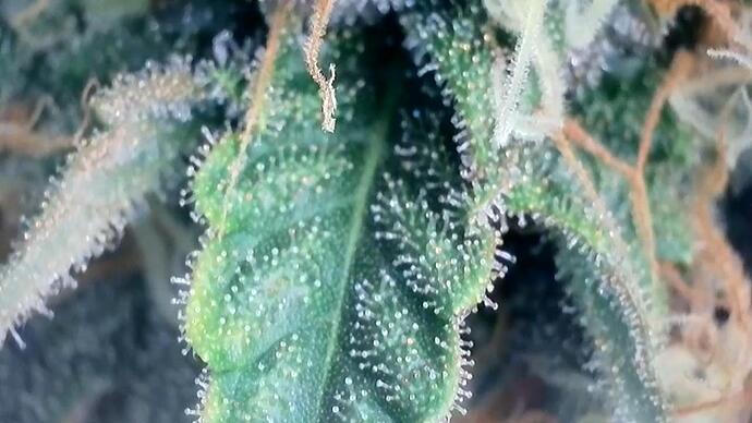 Growreport Bild 14