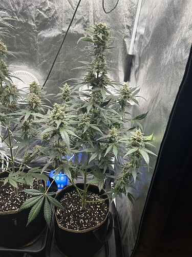 Growreport Bild 3