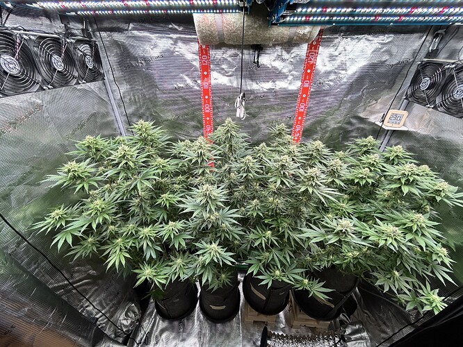 Vier Cannabis-Pflanzen in einem Growzelt in der Blütephase.