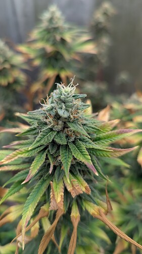 Growreport Bild 4