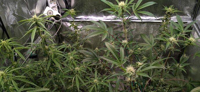 Screenshot_20241013-030418