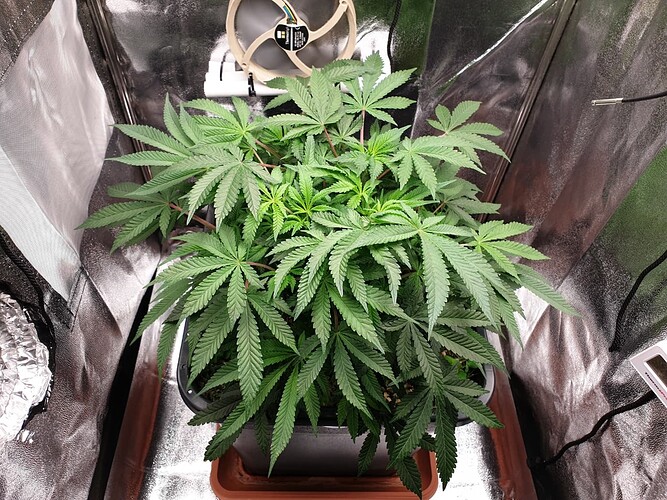 Ayahuasca Purple_1  05.01.2025