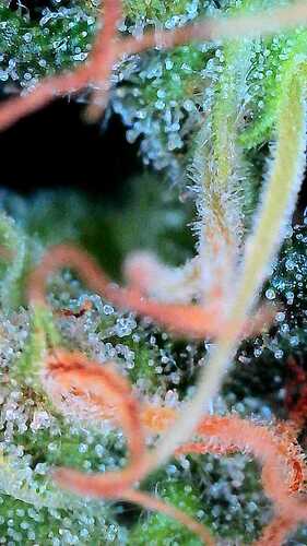 Growreport Bild 35
