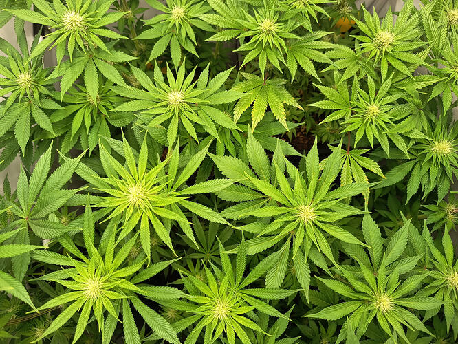 Growreport Bild 6
