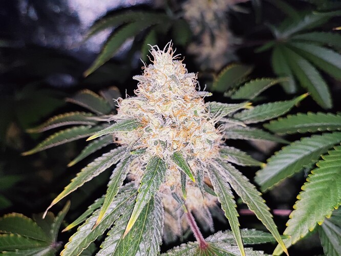 Growreport Bild 16