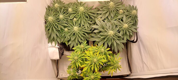 Growreport Bild 3