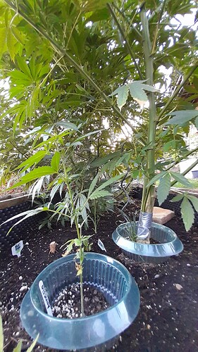 Growreport Bild 7