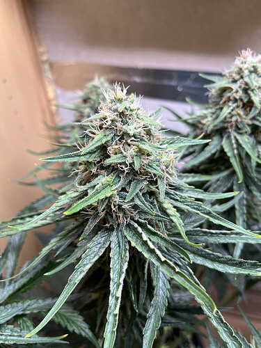 Growreport Bild 2