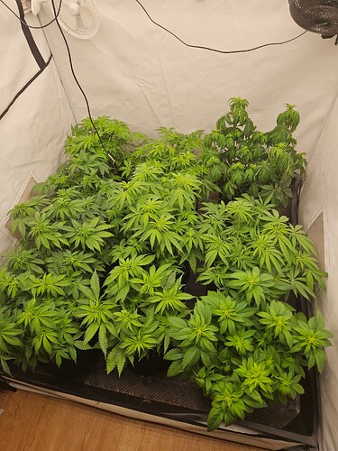 Growreport Bild 1