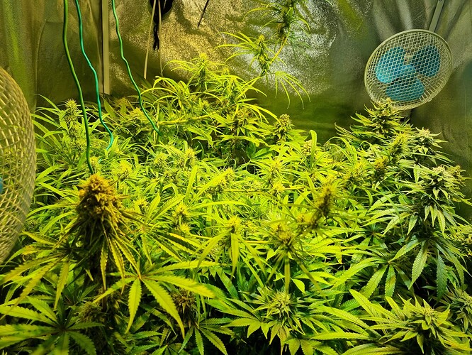 Mehrere Cannabis-Pflanzen in der Blütephase, beleuchtet von einer Grow-Lampe, mit Lüftern im Hintergrund.