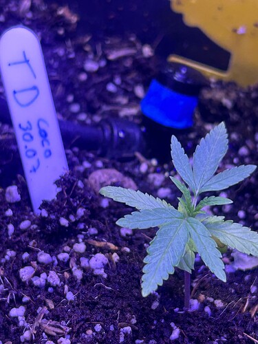 Growreport Bild 32