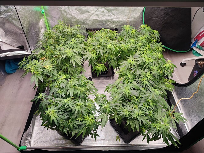 Growreport Bild 26