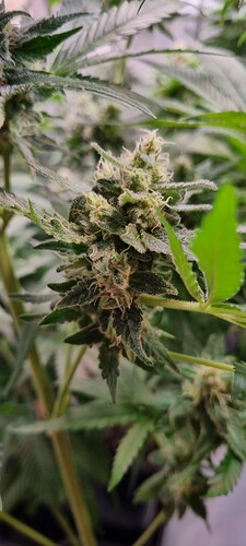 Growreport Bild 13