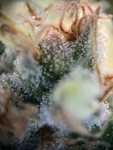 Growreport Bild 8