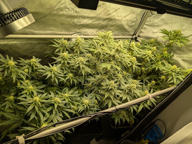 Growreport Bild 3