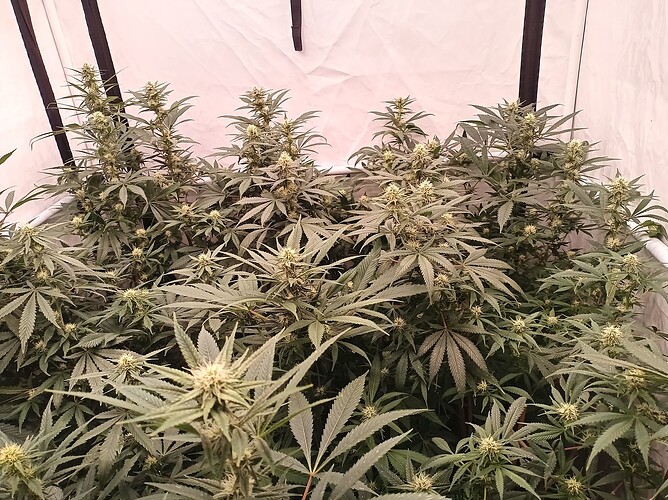Growreport Bild 28