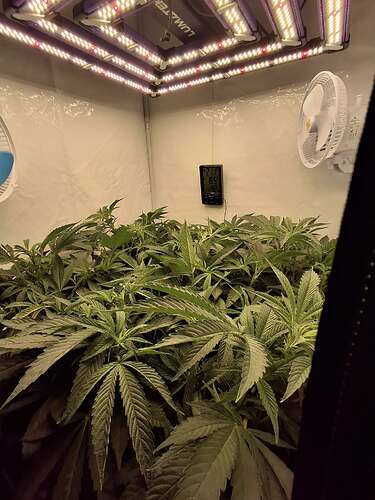 Growreport Bild 3