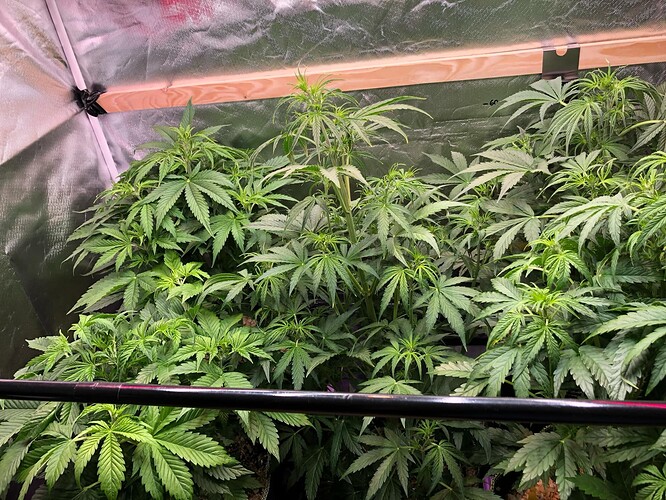 Growreport Bild 28