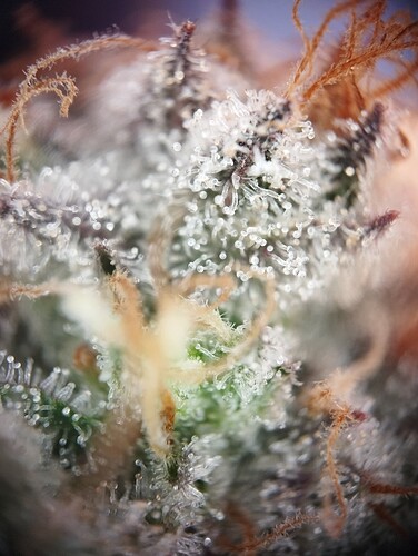 IMG_20250306_204004 - Kopie