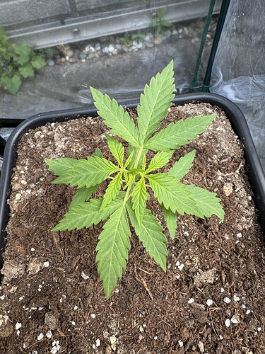 Growreport Bild 1