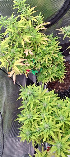 IMG_20251125_204823118_HDR