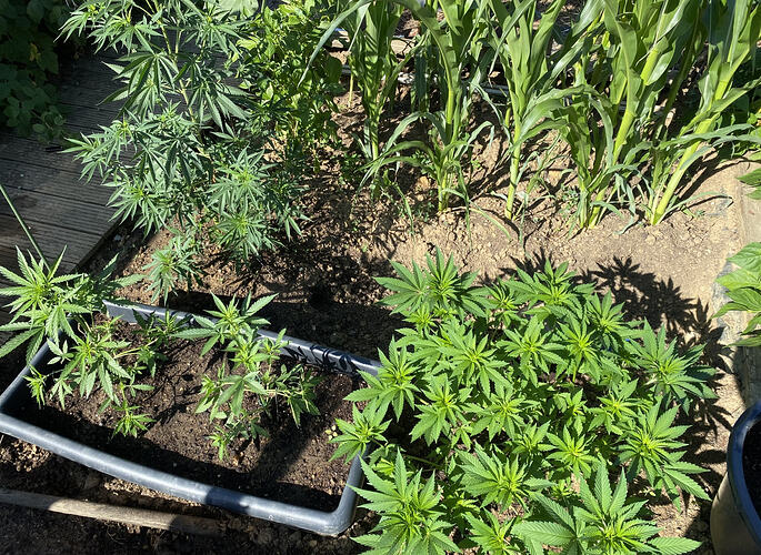 28.07.2026, 3 Wochen nach dem Aussetzen der Lemon Haze ins Freilandbeet