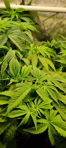 Growreport Bild 8