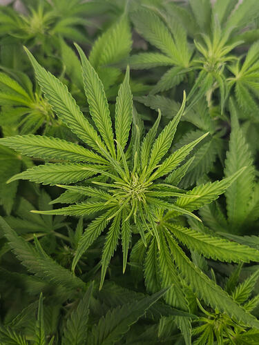 Growreport Bild 32