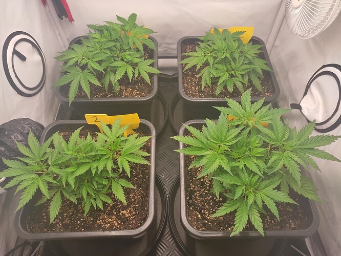 Growreport Bild 9