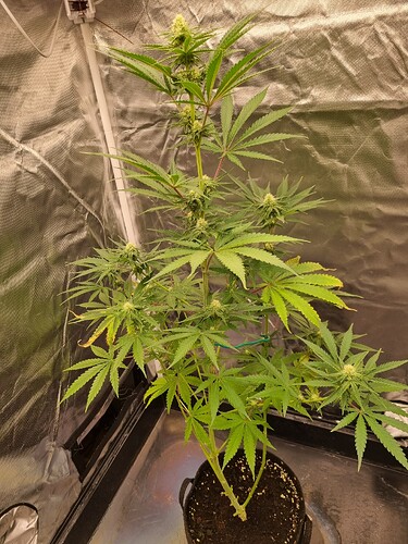 Eine einzelne Cannabispflanze in der Blütephase, die in einem schwarzen Stofftopf in einem Growzelt steht. Die Pflanze hat mehrere Zweige mit beginnenden Blütenständen und charakteristischen Fächerblättern.
