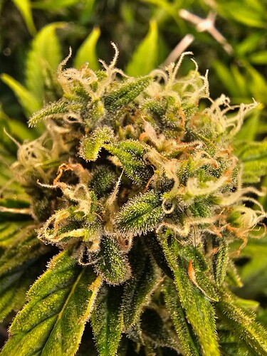 Growreport Bild 6