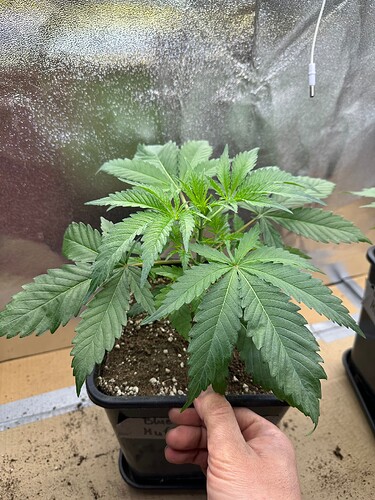 Growreport Bild 79