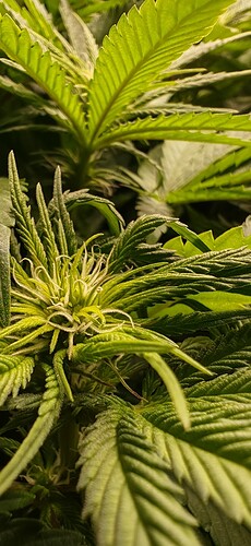 Growreport Bild 2