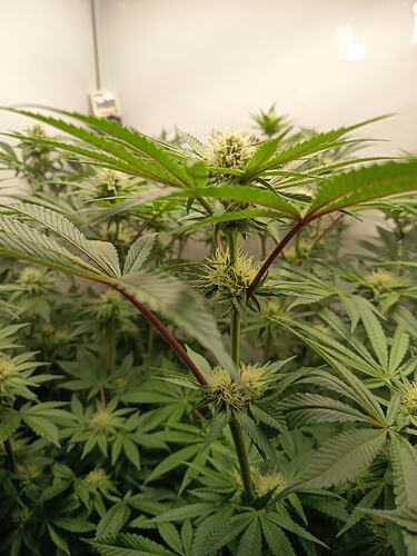 Growreport Bild 14