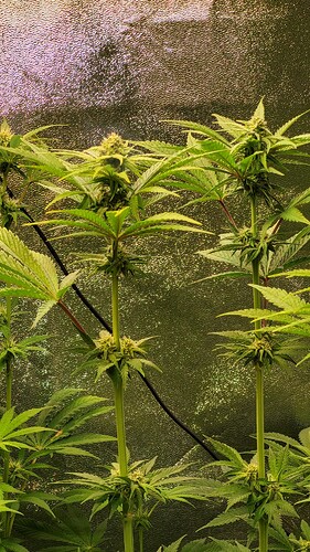 Growreport Bild 9