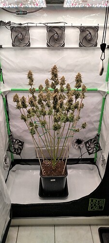 Growreport Bild 1
