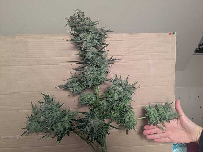 Growreport Bild 1