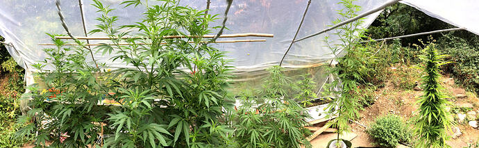 Grow26_0817_16