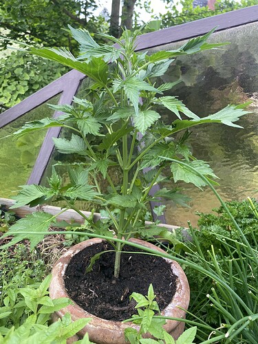 Growreport Bild 5