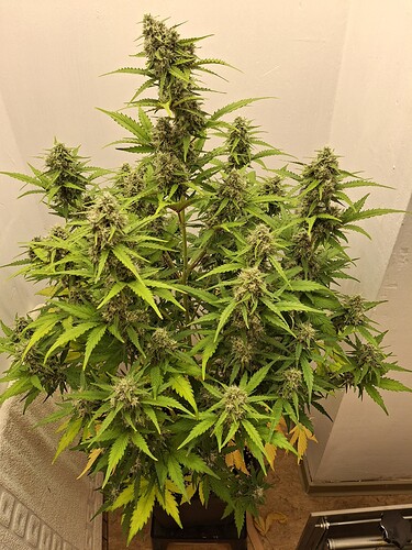 Growreport Bild 178