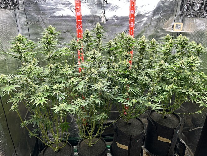 Vier Cannabis-Pflanzen in der Blütephase in einem Growzelt mit Messlatten und Ventilatoren.