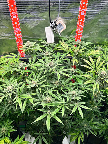 Drei Cannabis-Pflanzen in einer Growbox mit Messgeräten und Höhenmarkierungen.
