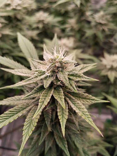 Growreport Bild 12