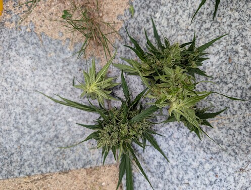Growreport Bild 9