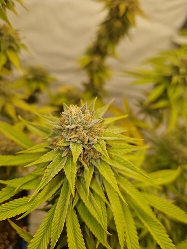 Growreport Bild 6