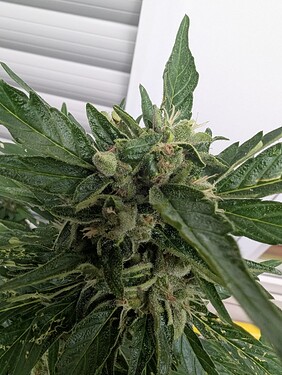 PXL_20250706_053257979