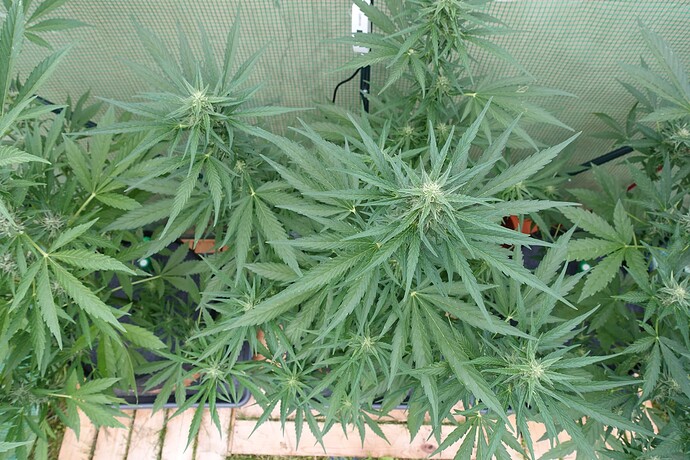Growreport Bild 14