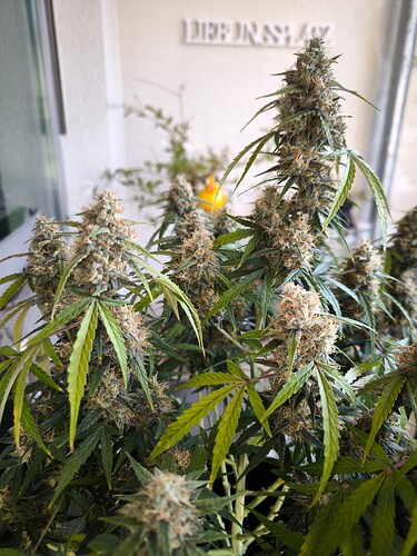 Growreport Bild 13